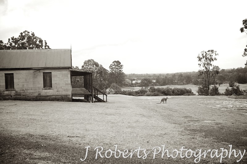 Big Red Kangaroo near historic home Hawkesbury River Valley - wedding photography sydney